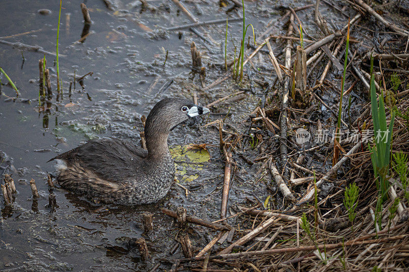 各种各样的账单grebe, pid -billed grebe, American dabchick。